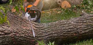 Best Aeration Services  in San Marino, CA