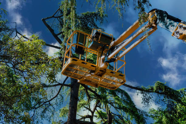 Best Tree Health Inspection  in San Marino, CA
