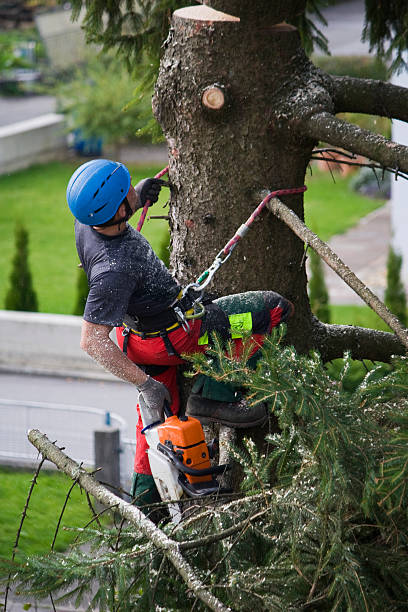 Best Commercial Tree Services  in San Marino, CA