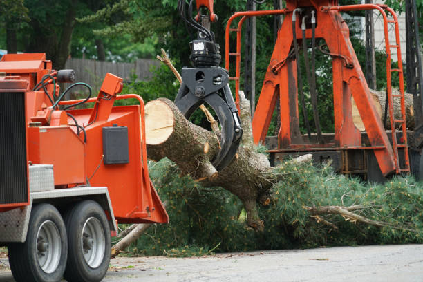 Best Fruit Tree Pruning  in San Marino, CA
